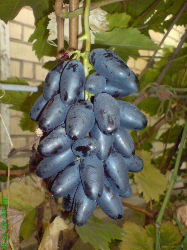 Сорт винограда памяти негруля