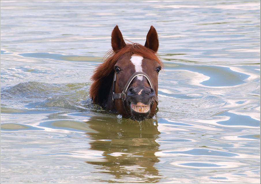 Умеют ли лошади плавать