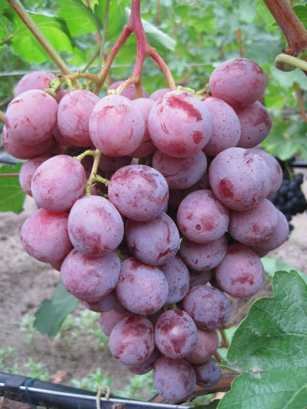 Виноград низина: описание сорта с характеристикой и отзывами, особенности посадки и выращивания, фото