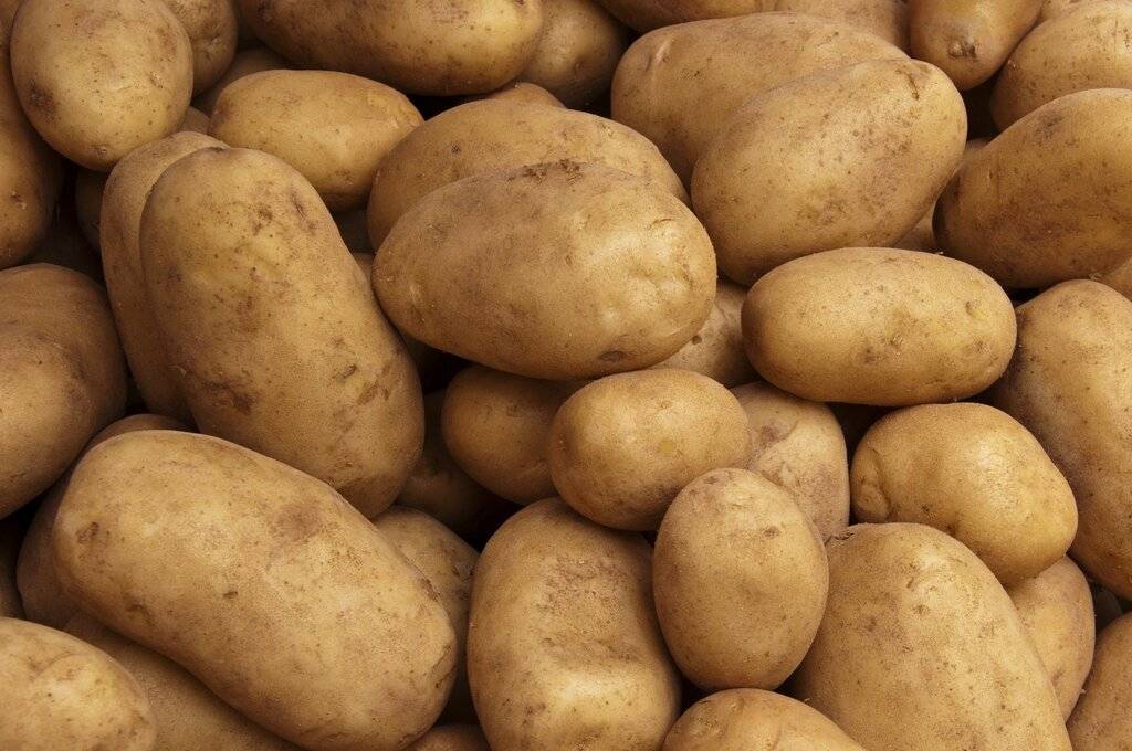Старый отечественный сорт картофеля елизавета: описание, выращивание и уход