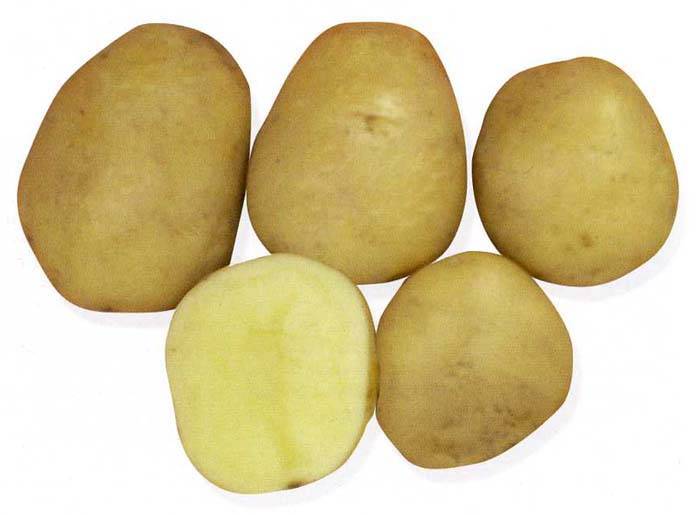Василек: описание семенного сорта картофеля, характеристики, агротехника
