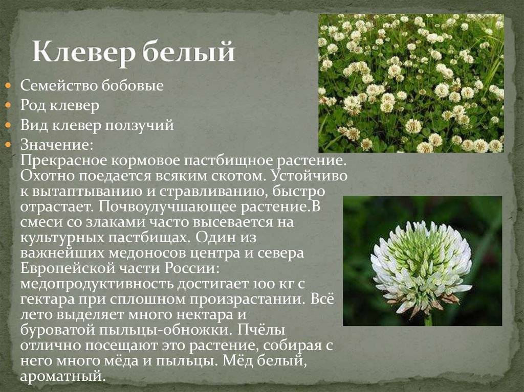 Клевер (лат. trifolium)