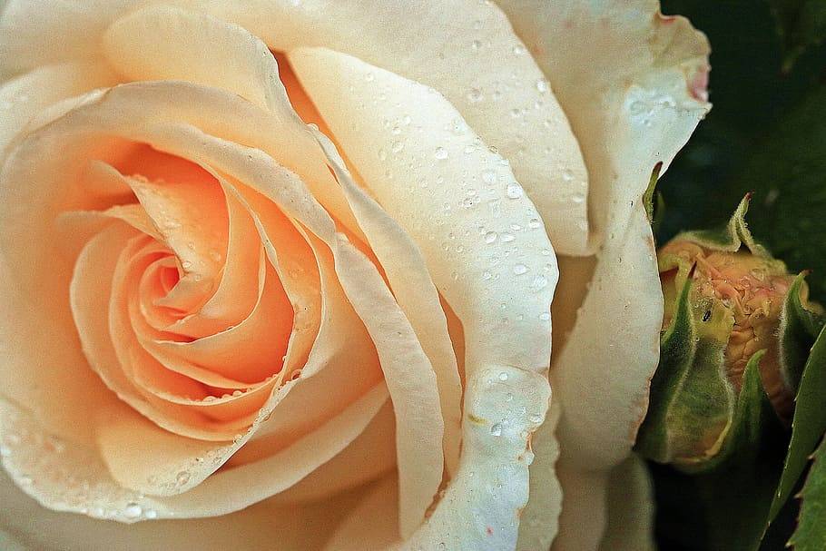 Чайная роза: происхождение и особенности сортов. секреты по уходу за растением в домашних условиях. распространенные болезни и свойства растения (фото + видео)