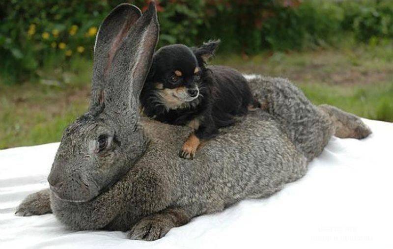 О самом большом кролике в мире: основные породы кроликов гигантов