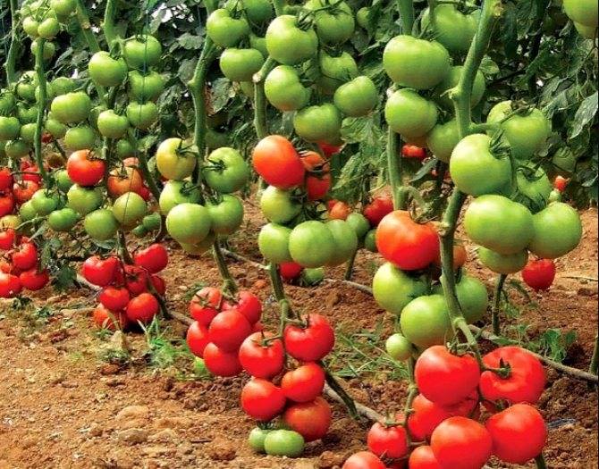 Высокорослые помидоры для открытого грунта — лучшие сорта
