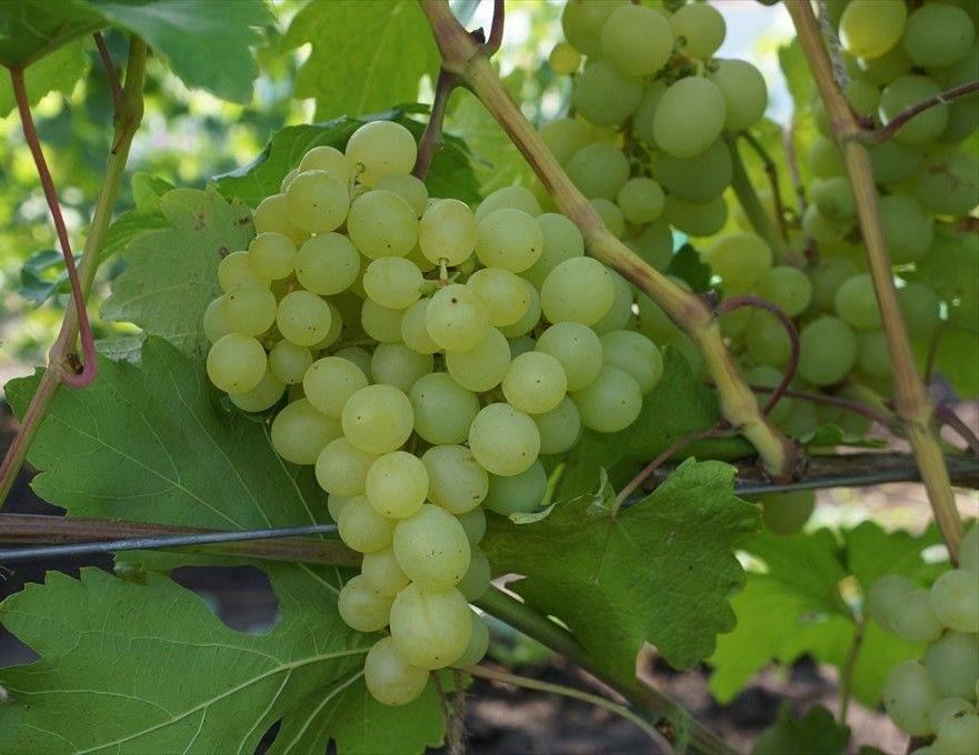 Виноград кеша: условия посадки и выращивания, правила подготовки к зиме, профилактика болезней и средства  защиты винограда от вредителей.