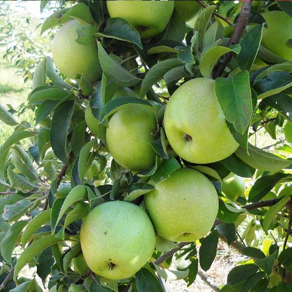 Сорт яблок семеренко — описание, польза, посадка и выращивание