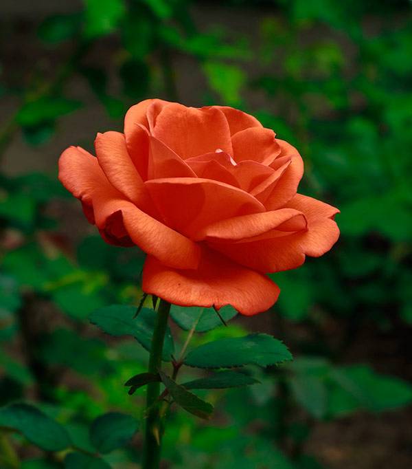 Роза версилия (versilia) — описание кустового сорта