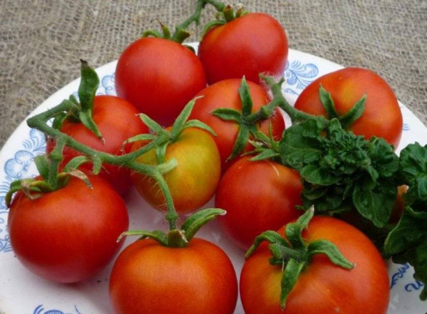 ✅ палка: описание сорта томата, характеристики помидоров, посев