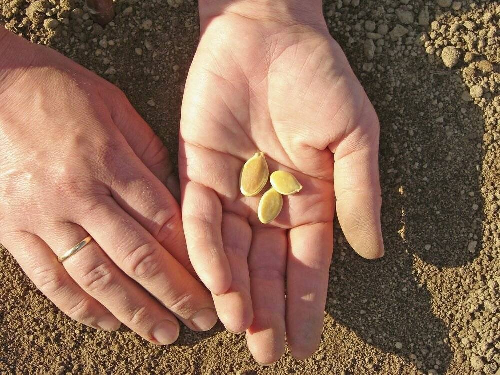 Посадка тыквы в открытый грунт - от семени к большой тыквине