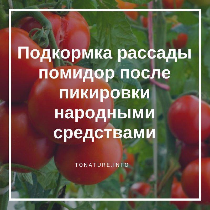 Подкормка помидоров в открытом грунте: чем удобрять, когда и какие удобрения использовать