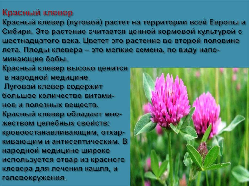 Клевер луговой — trifolium pratense l.