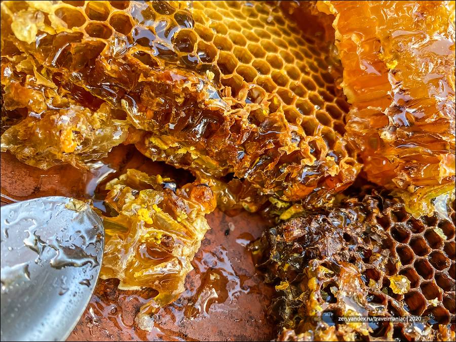 О диких пчелах: улей лесных пчел, укус дикой пчелы, где живут, как выглядят