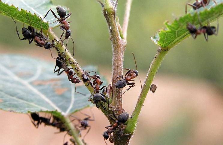 Тля и муравьи на смородине – как избавиться?