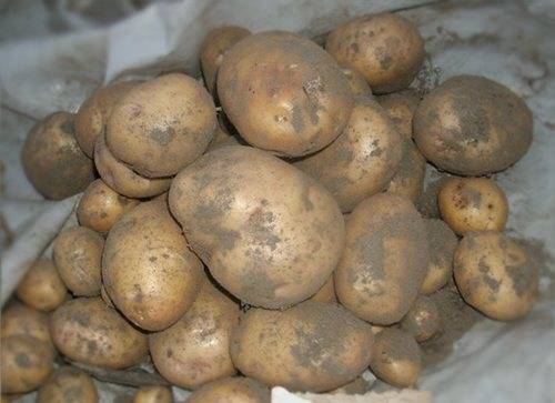 Картофель ласунок: описание сорта, правила агротехники для получения богатого урожая, фото и отзывы