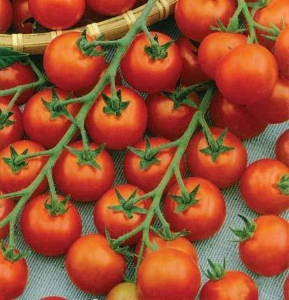 Томат детская сладость: характеристика и описание сорта, отзывы тех кто сажал помидоры об их урожайности, фото куста, являются ли семена гибридом (f1)