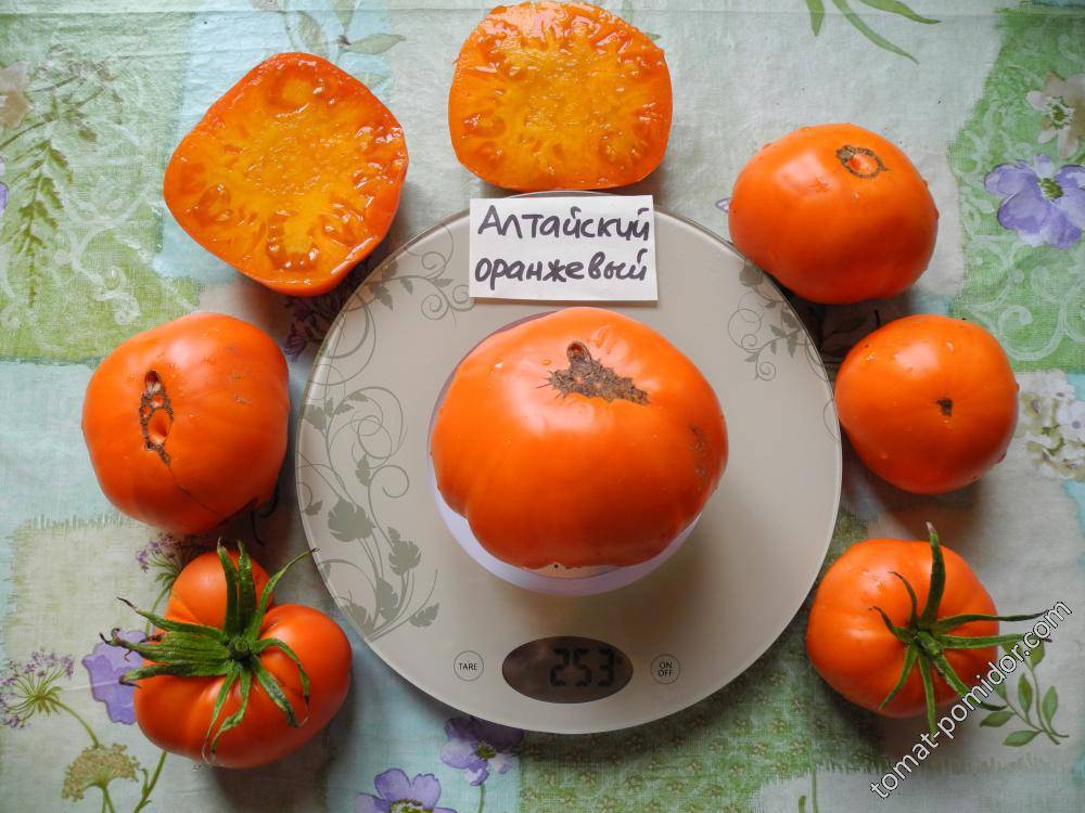 Томат алтайский оранжевый: описание и характеристика сорта