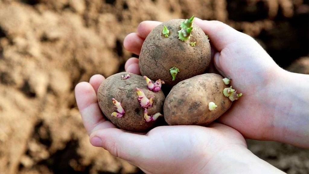 Выращивание картофеля на огороде и важные моменты при этом