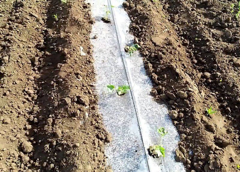 Как сажать арбузы в открытый грунт, фото / посадка бахчевых семенами и рассадой, видео