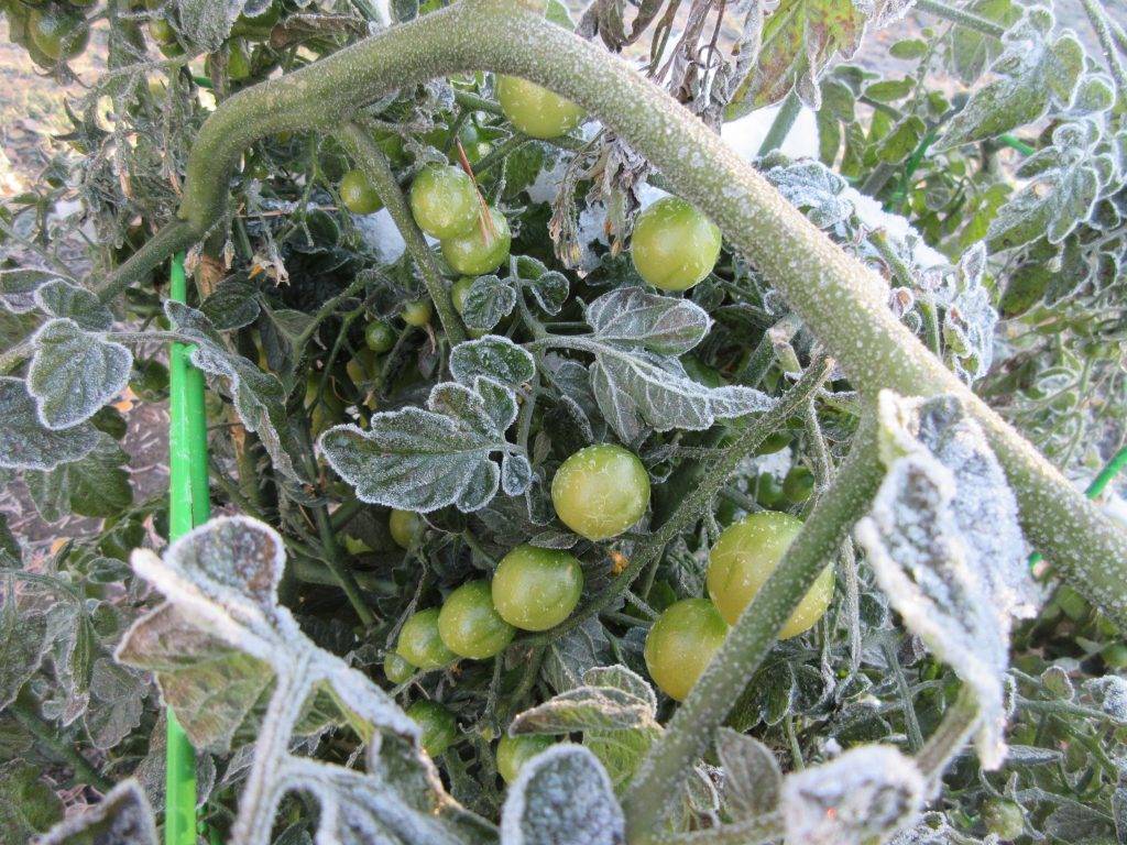 Как быть, если подмерзли помидоры и что делать, чтобы оживить растения после заморозков