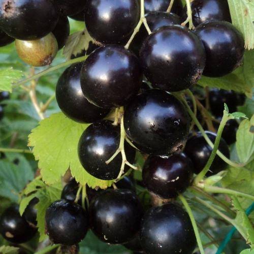 Лучшие сорта черной смородины для подмосковья - сад и огород