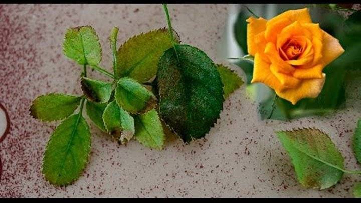 Черная пятнистость: 10 правил, чтобы розы не болели