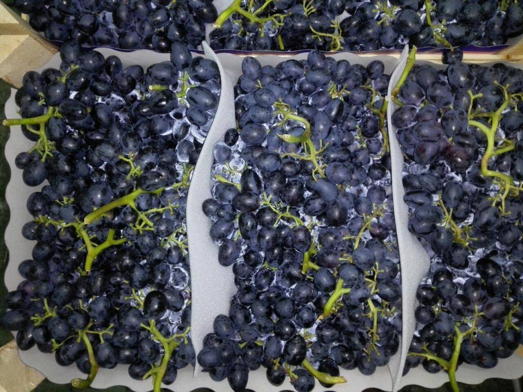 Характеристика сорта винограда «аттика»: описание, фото и отзывы о нём