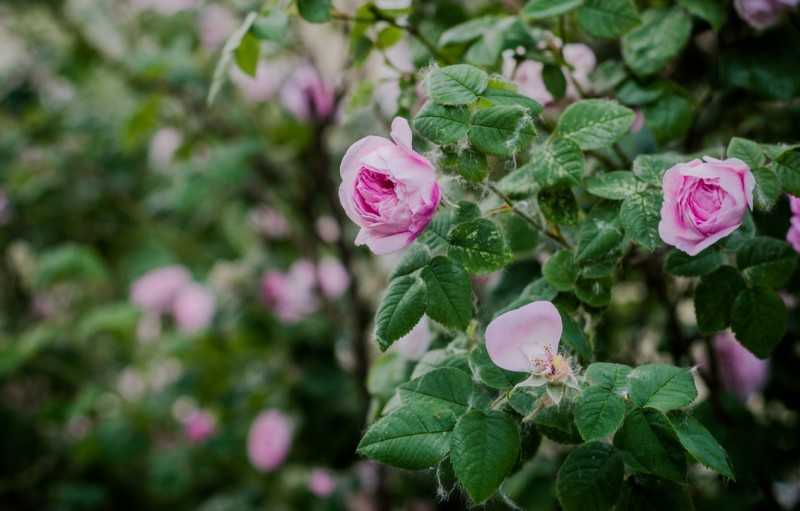 Чайная роза - топ-130 фото и видео. особенности выращивания чайной розы. виды удобрения и советы по посадке для начинающих. лечебные свойства и применение чайной розы