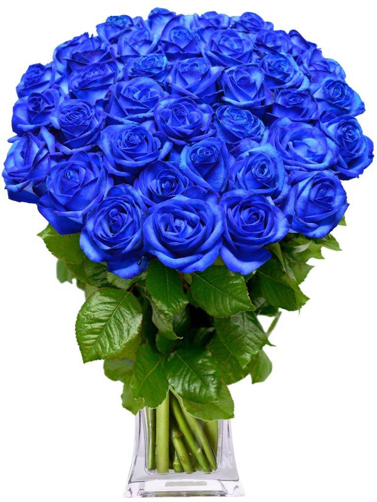 Что означает синяя роза, к чему их дарят девушкам: значение символа