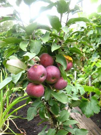 Сорт колоновидной яблони медок: описание и характеристика, посадка, уход за деревом, фото