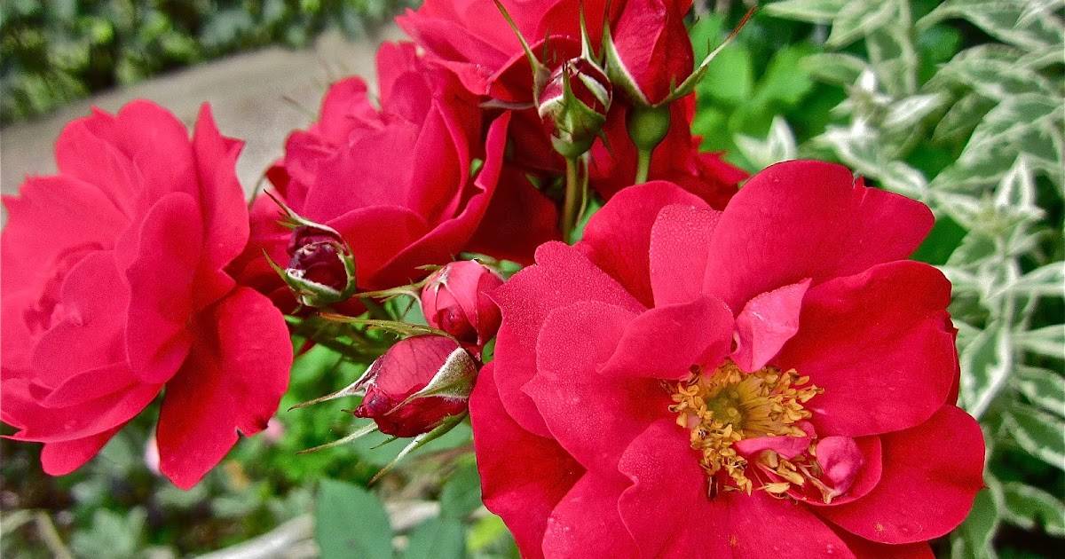 27 лучших сортов канадских роз - дачная жизнь
