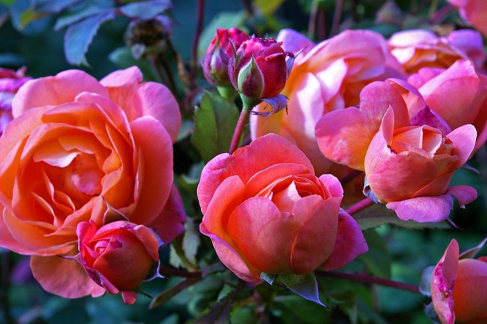 Все о садовых розах: характеристика видов и сортов садовых роз, посадка и уход