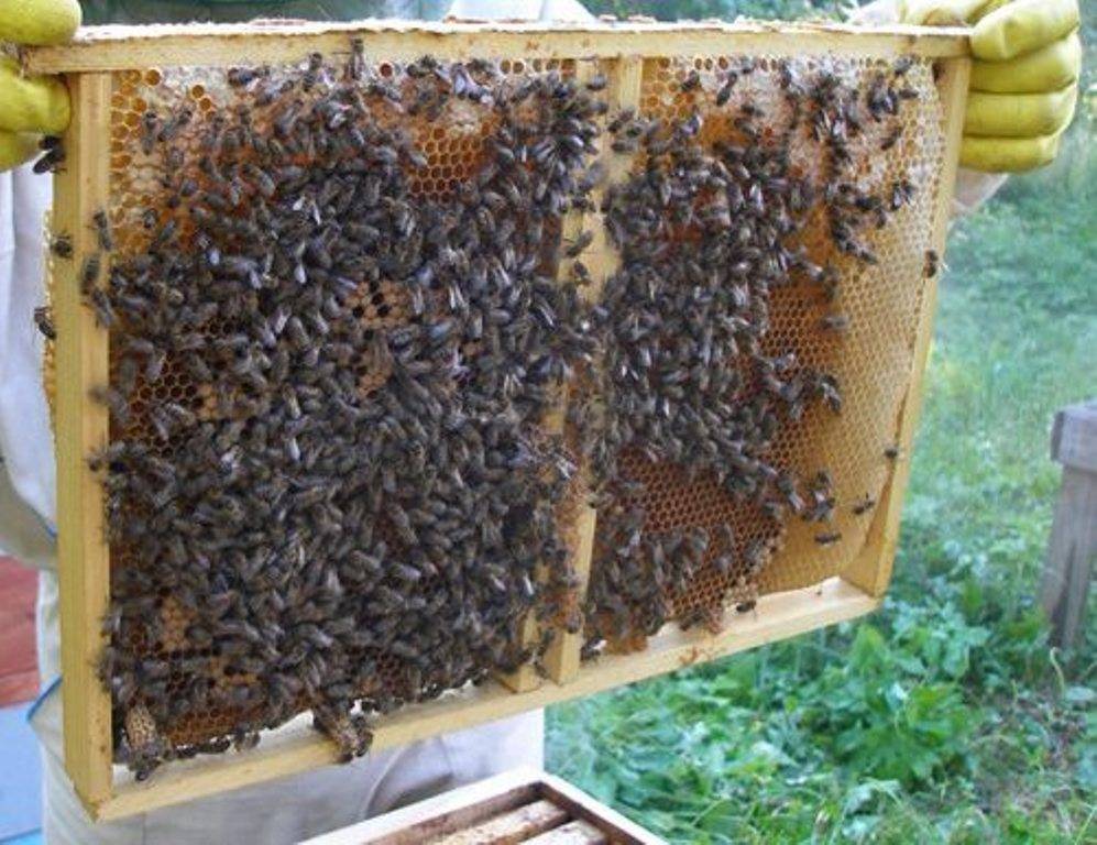 Когда пчелы запечатывают мед
