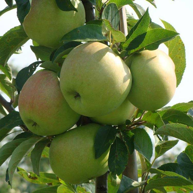 О колоновидной яблони: описание ранних, скороспелых, сладких сортов