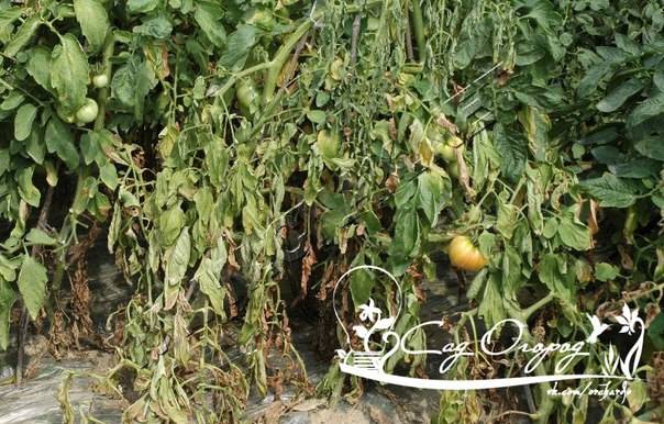 Септориоз томатов – лечение белой пятнистости на листьях рассады помидоров, фото, описание болезни
