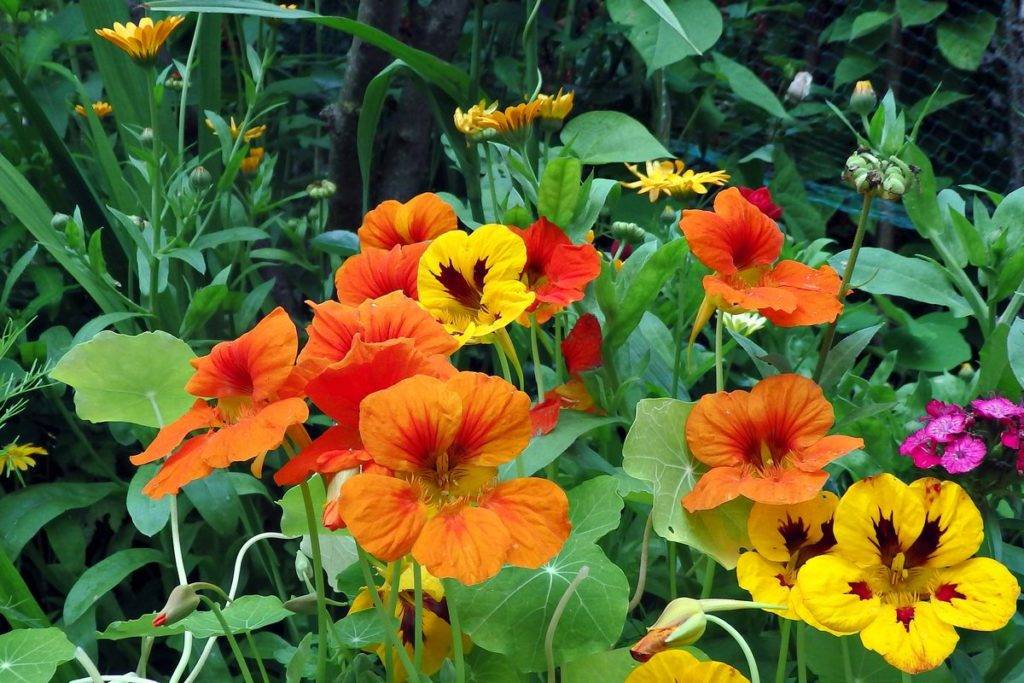 Однолетние цветы для сада: правила выращивания однолетников дома и на даче