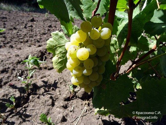 Виноград магарача цитронный: описание сорта и фото