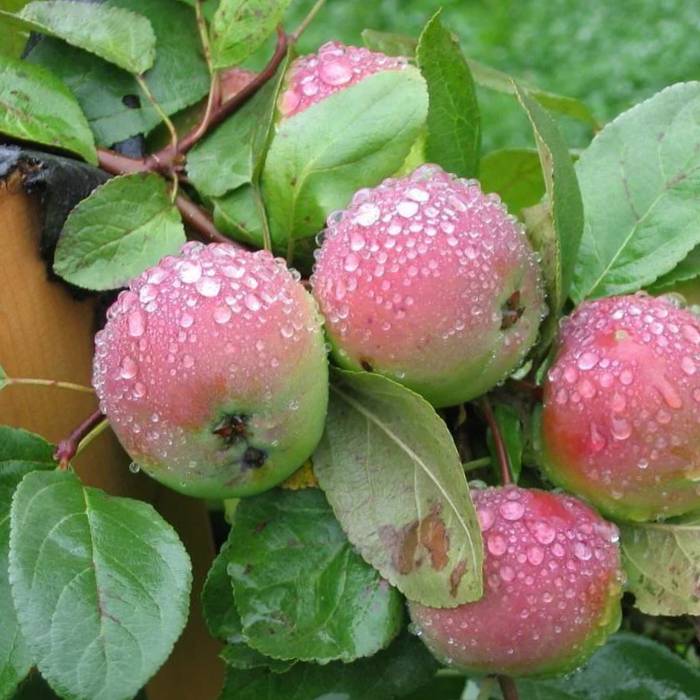 Подробная характеристика сорта яблони мечта