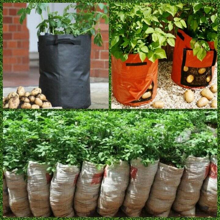 Выращивание картофеля в мешках, видео, фото, способа выращивания картофеля в мешках |