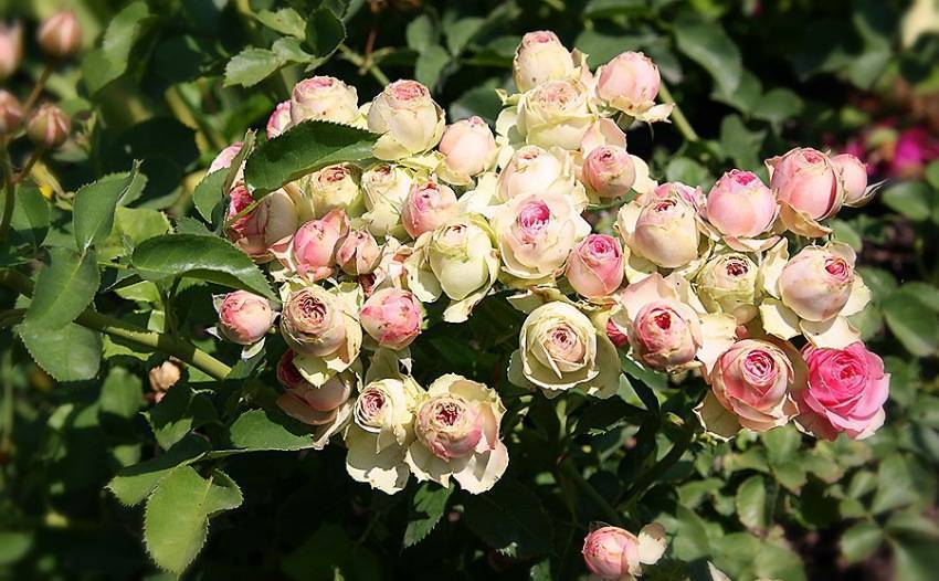 Роза эден роуз (eden rose) — описание и характеристики сорта
