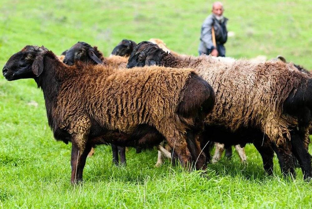 Овцы мясных пород, породистые овцы, какой бараний вес и мясо-сальные овцы в россии