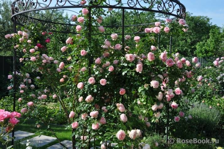 Розанна роза - описание сорта, особенности растения, правила выращивания