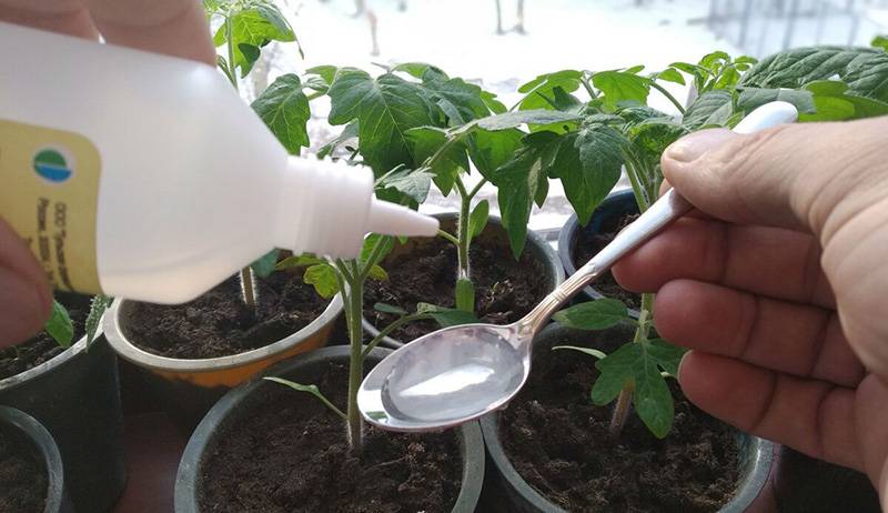Выращивание рассады помидор