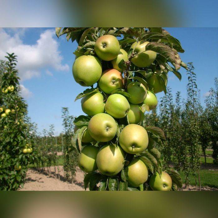 Описание и характеристика колоновидной яблони президент, посадка и уход