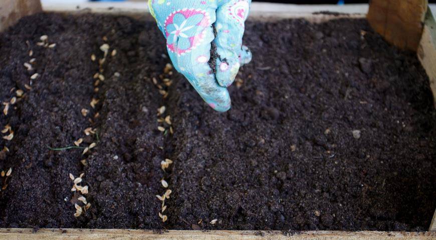 Туи из семян: особенности посадки и ухода в домашних условиях | огородник