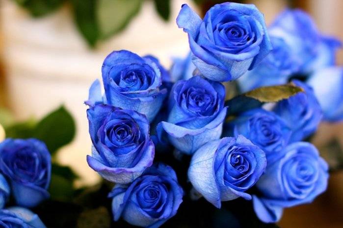 Синяя роза - сказка или реальность? бывают ли синие розы в природе?