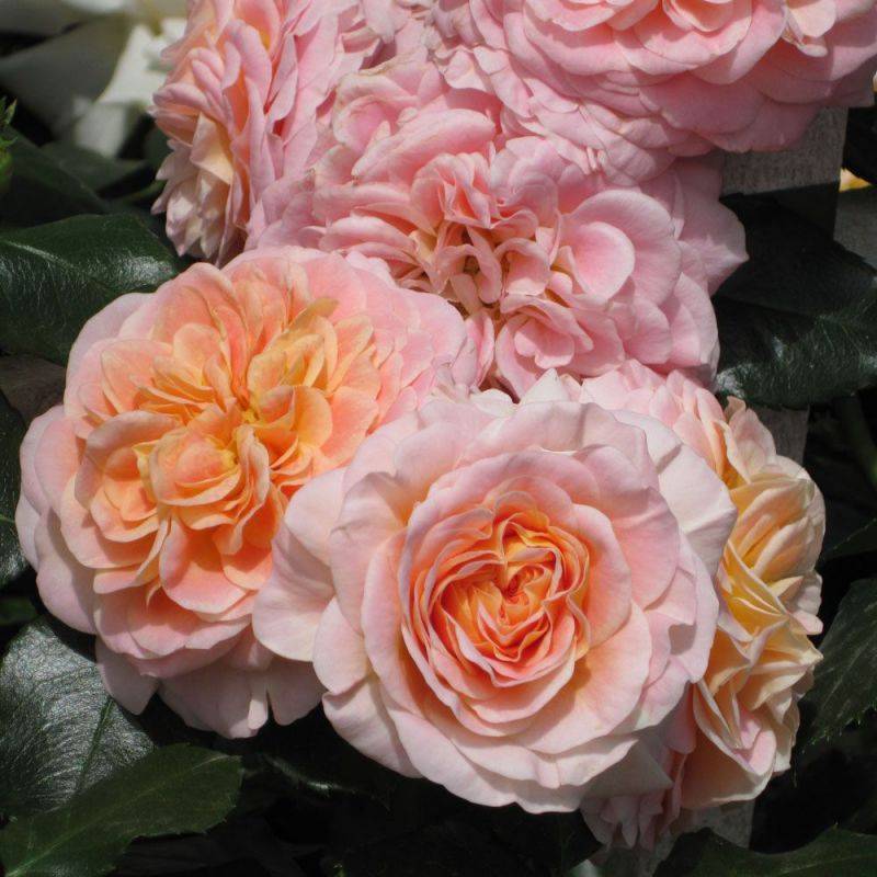 Роза плетистая - посадка и уход, фото и схемы обрезки, укрытие на зиму