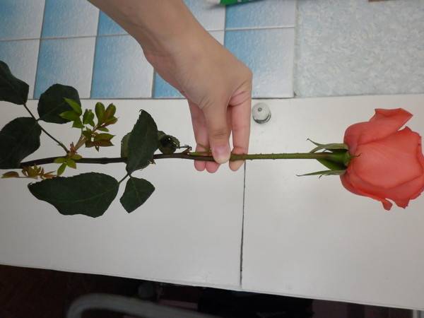 Не выбрасывайте букеты, или как посадить розу, если она дала росток