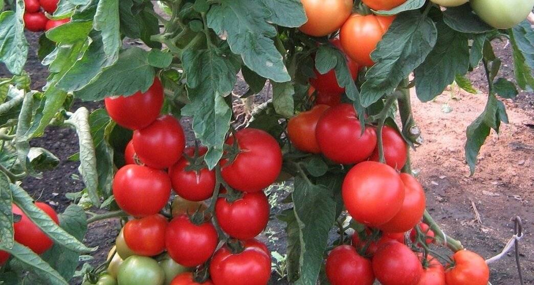 О томате Самара: описание сорта, характеристики помидоров, посев