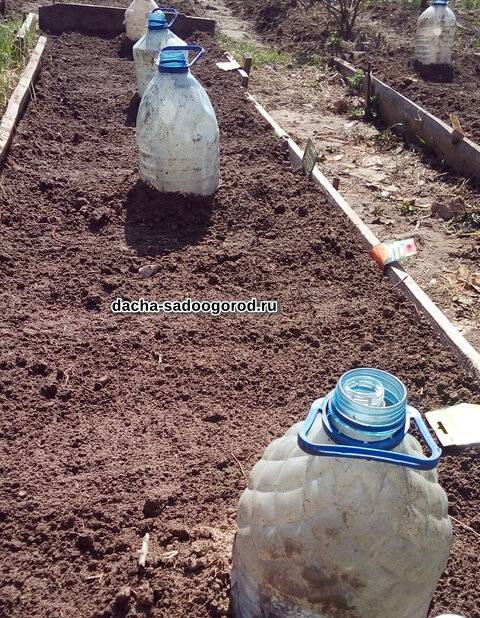 Выращиваем тыкву рассадой: как посадить семена и высадить рассаду в грунт — как сажать тыкву в открытый грунт рассадой